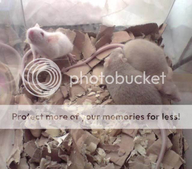 Fuzzy Mice ! (FAO x Sarah x) Reptile Forums